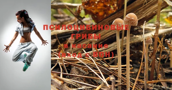 прущие грибы Куйбышев